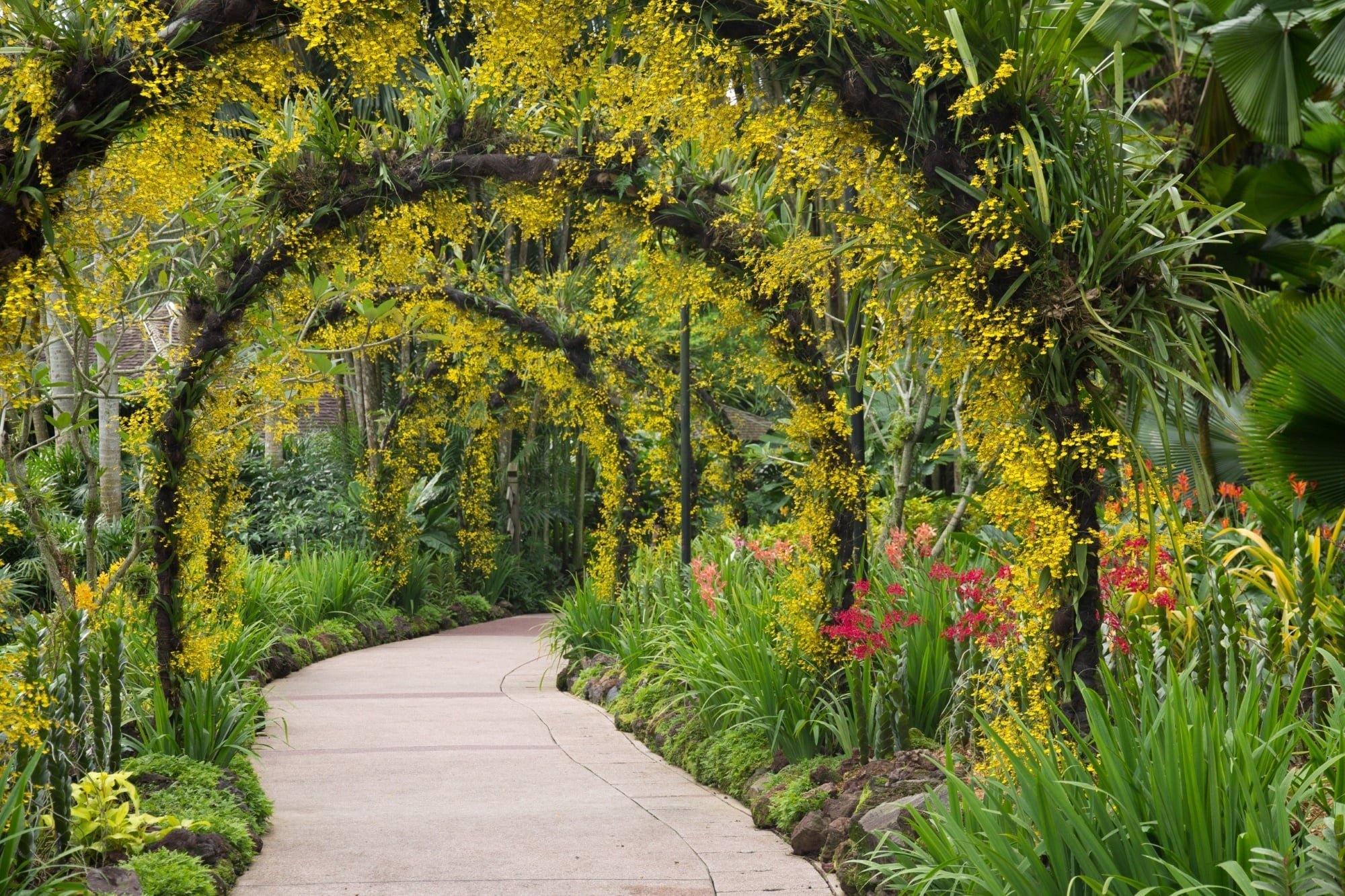 Brisbane-Botanic-Gardens
