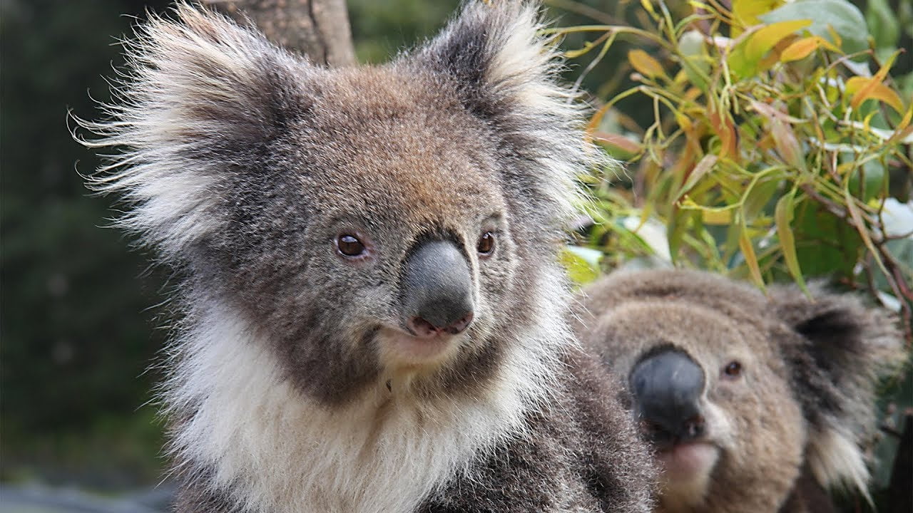 Kuranda-Koala