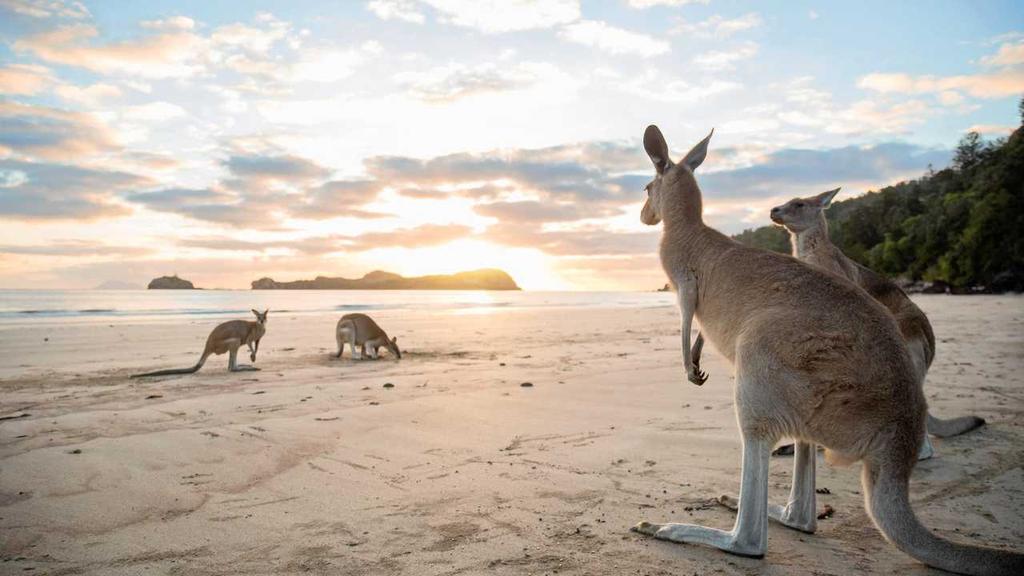 Mackay-kangaroo-wallaby