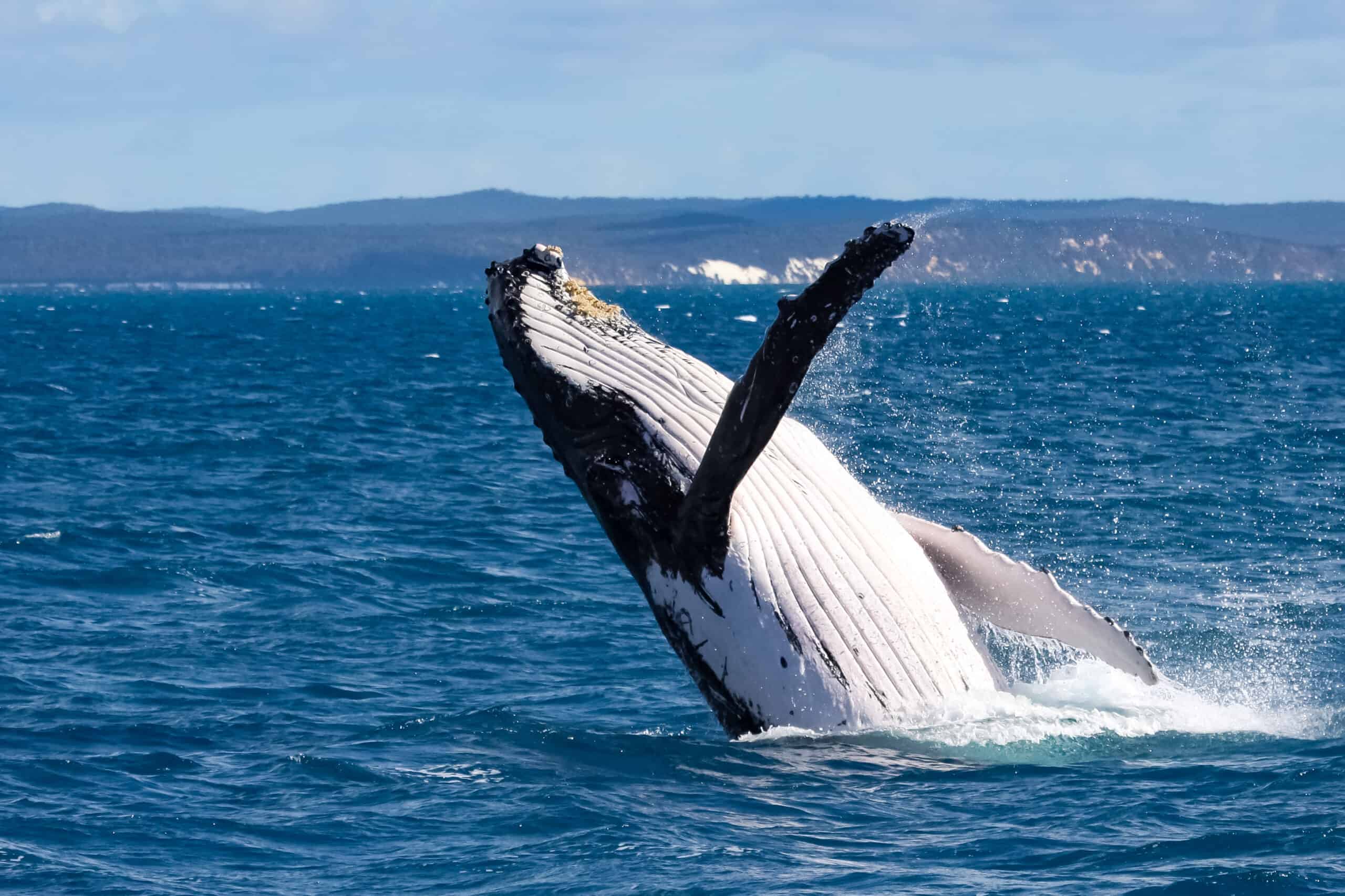 Rainbow-beach-humpback-whale