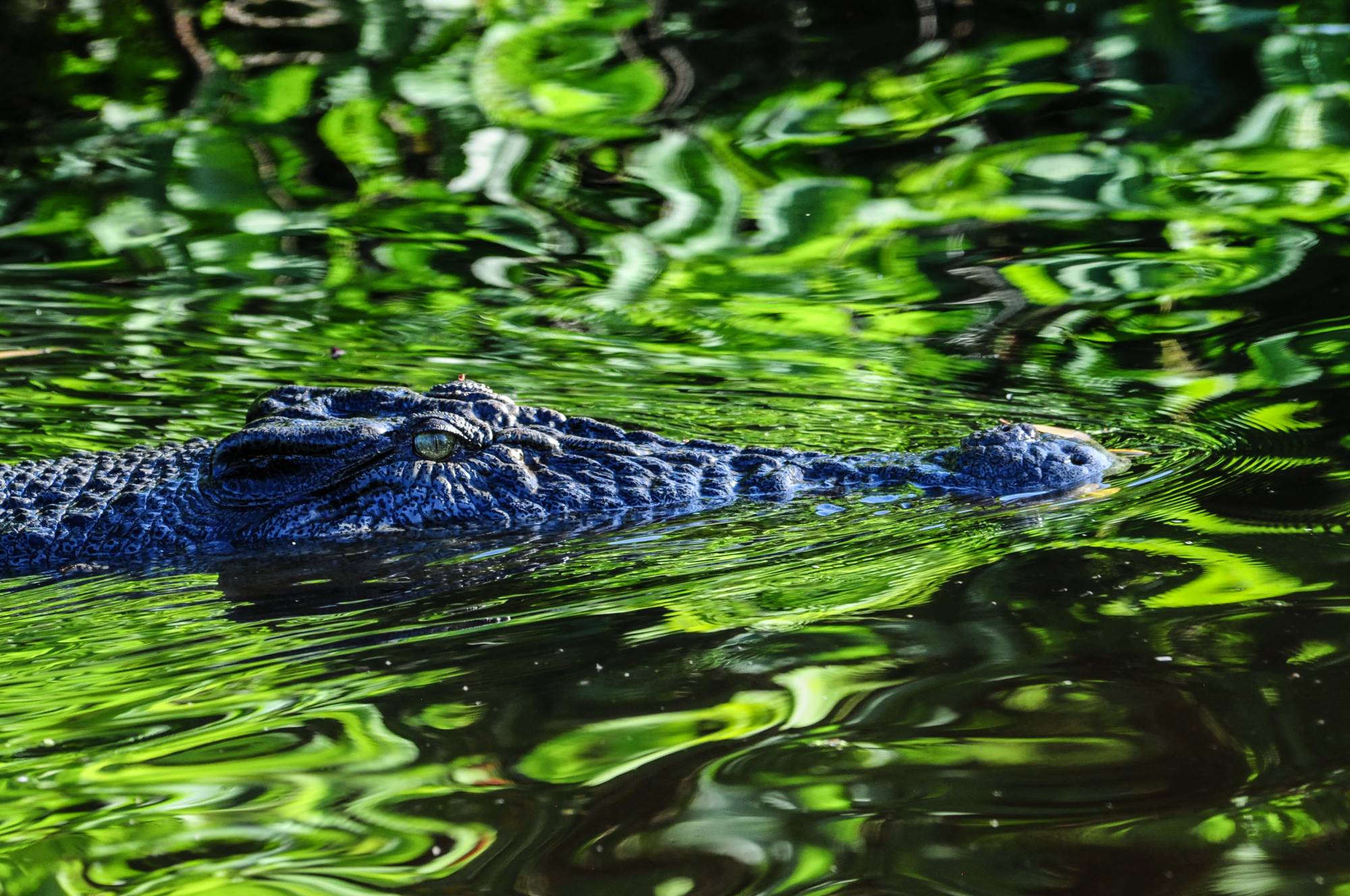 Saltwater-Crocodile-Punsands-Bay