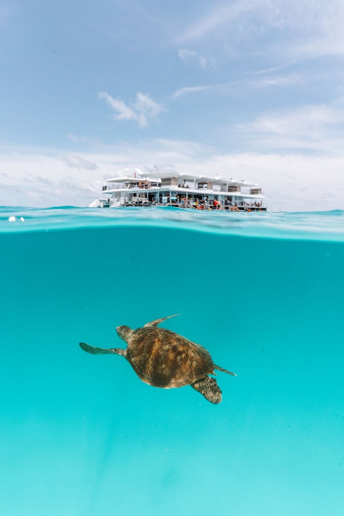 Turtle-Swimming-Past-Lady-Musgrave