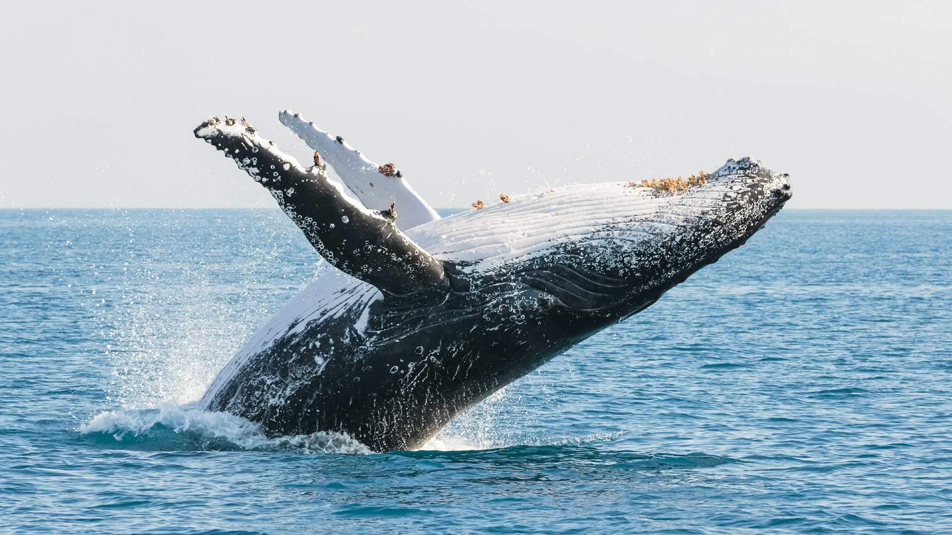 Whale-Watching-Fraser-Coast