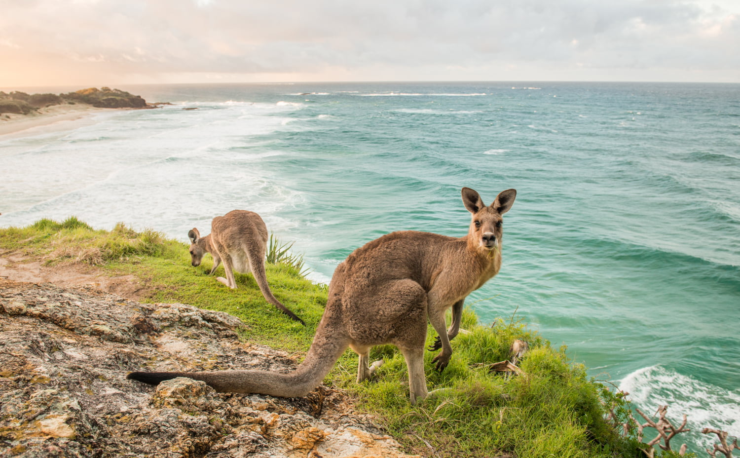 cylinder-beach-kangaroo