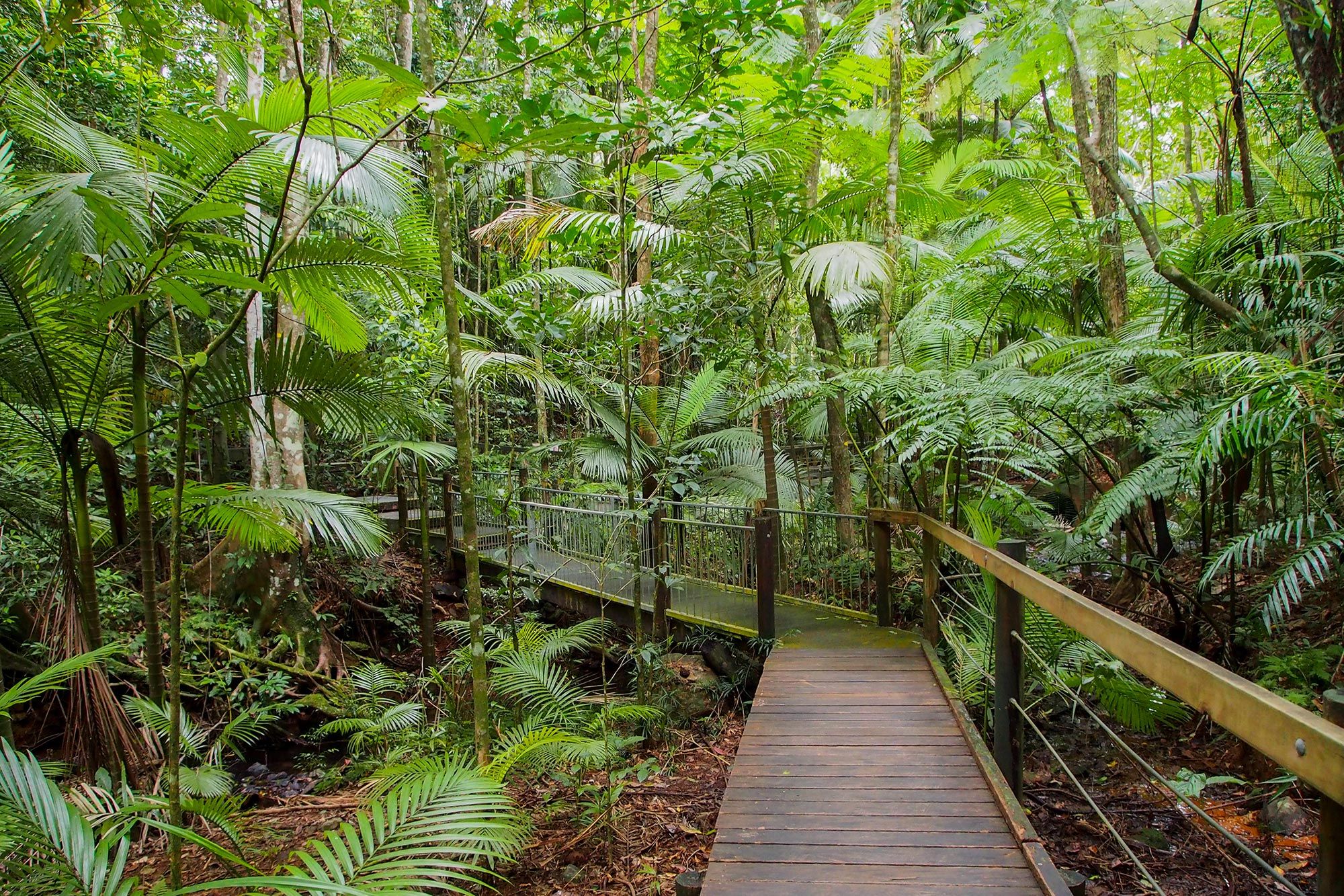 fitzroy-island-rainforest-walks