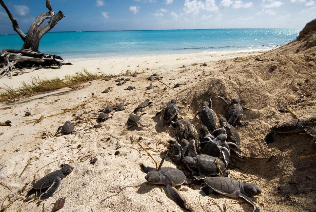hatched-turtles-beach-heron-island