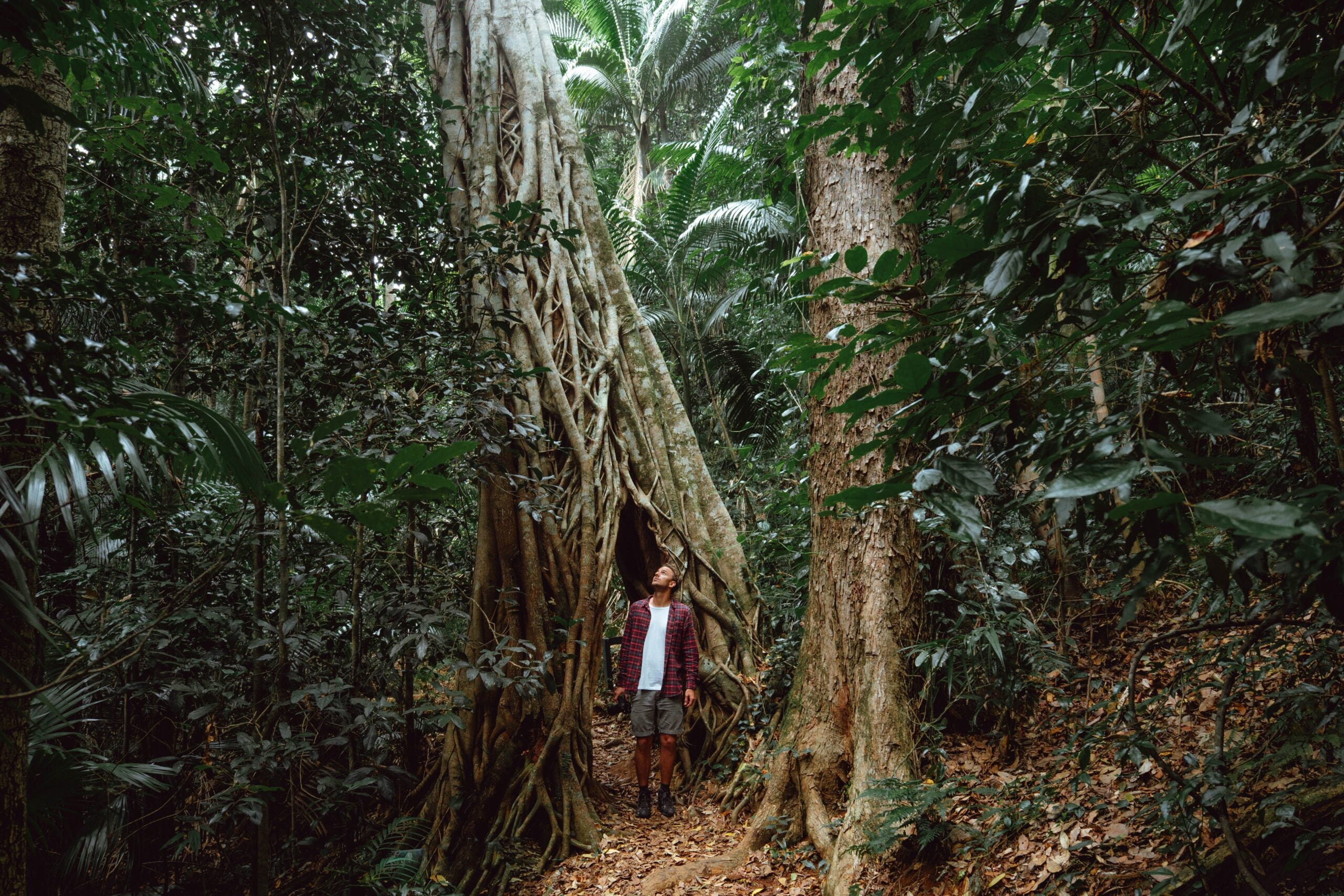 mackay-rainforest