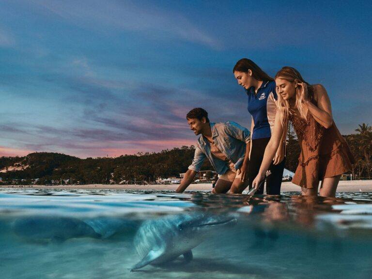 tangalooma-beach-dolphin-feeding