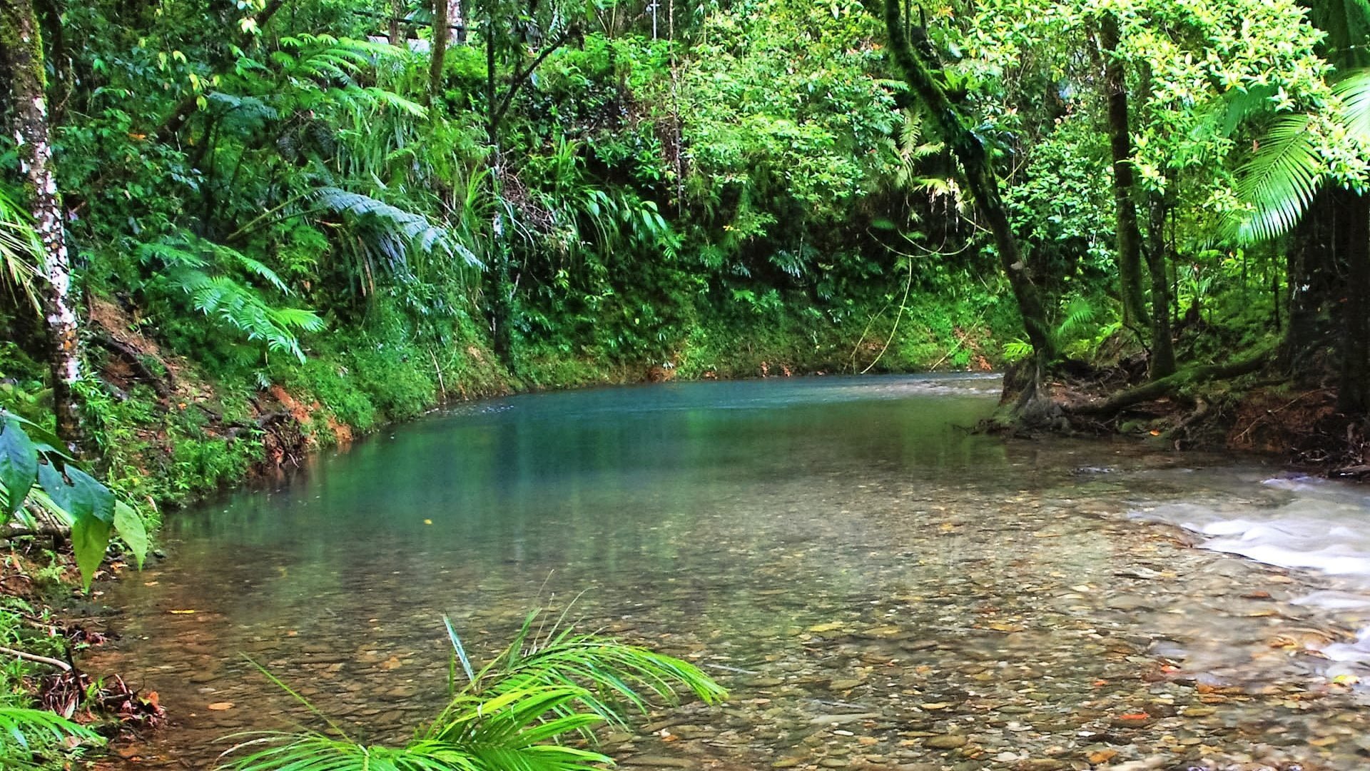 Cairns: Daintree Rainforest & Mossman Gorge Tour 1 Daintree-Rainforest-landscape