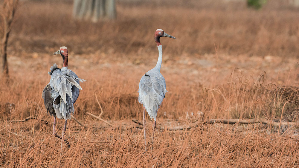 Atherton Tablelands Full-Day Birdwatching Tour from Cairns 1 Sarus-Cranes