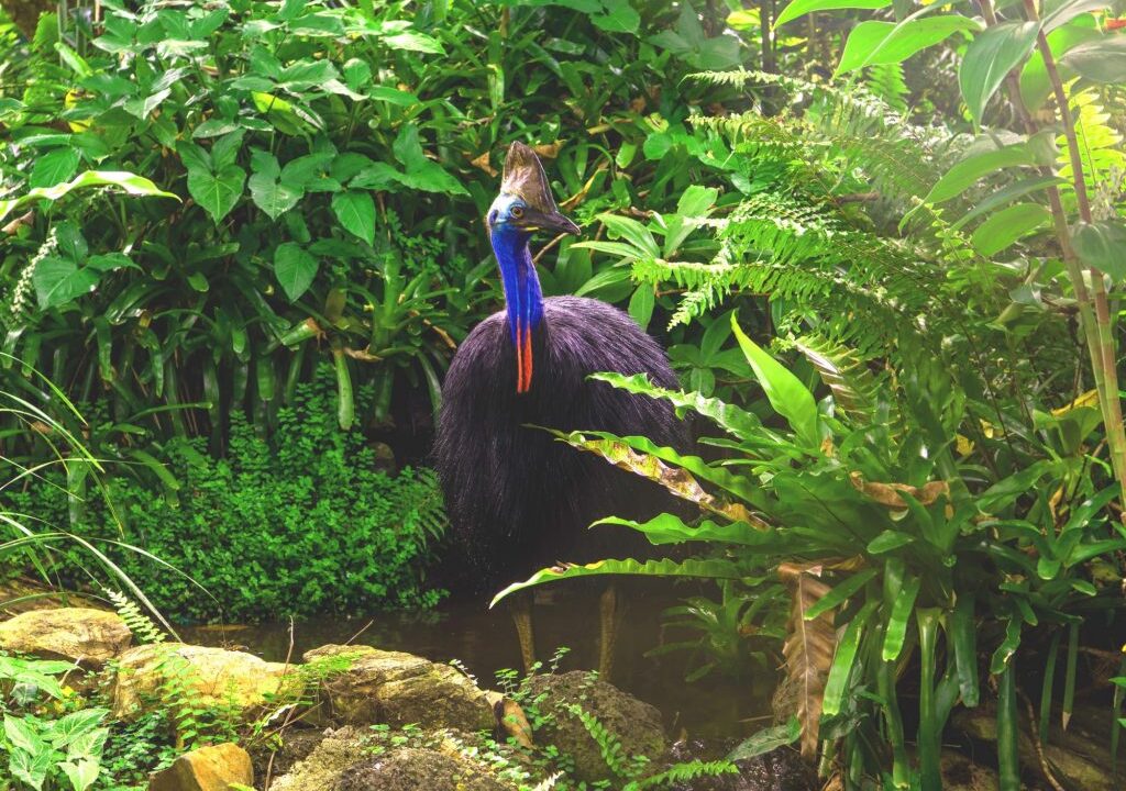 Uncover Babinda Boulders | Cassowaries | Aboriginal Culture 1 cassowary-queensland