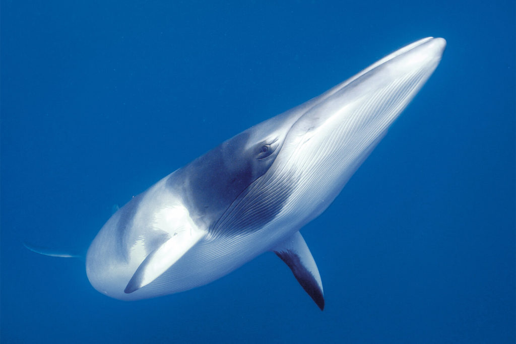 Mission Beach Whale Watching & Great Barrier Reef Tours: Dwarf Minke Whale Season June–July 2026 1 Mission Beach Whale Watching & Great Barrier Reef Tours: Dwarf Minke Whale Season June–July 2026